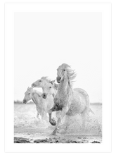 Freedom - Art Print